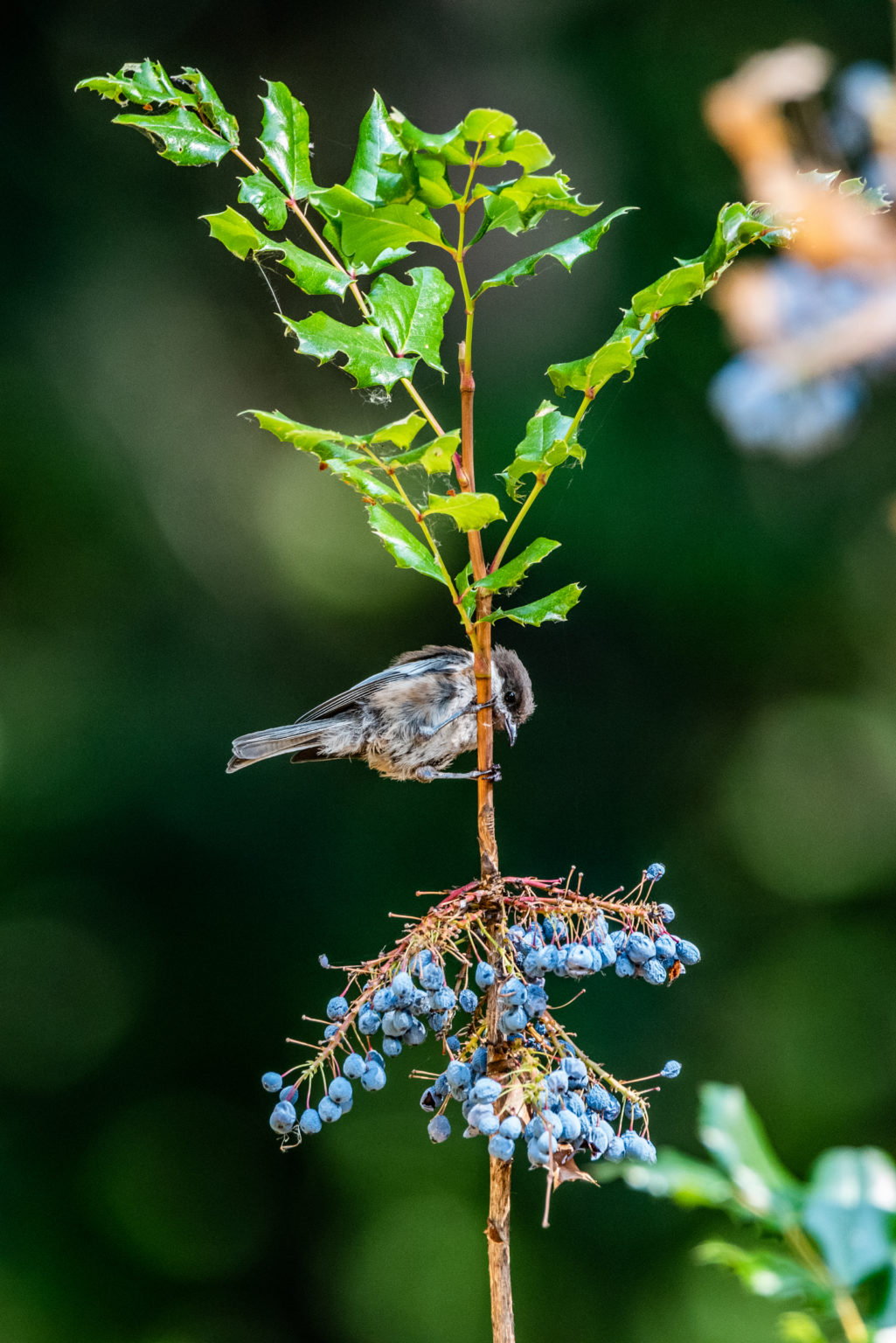 Black-capped Chickadee