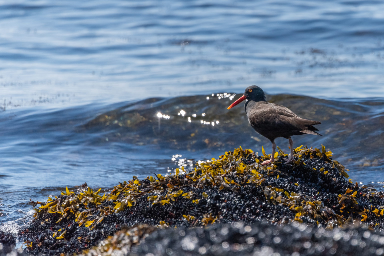 Black Oystercatcher