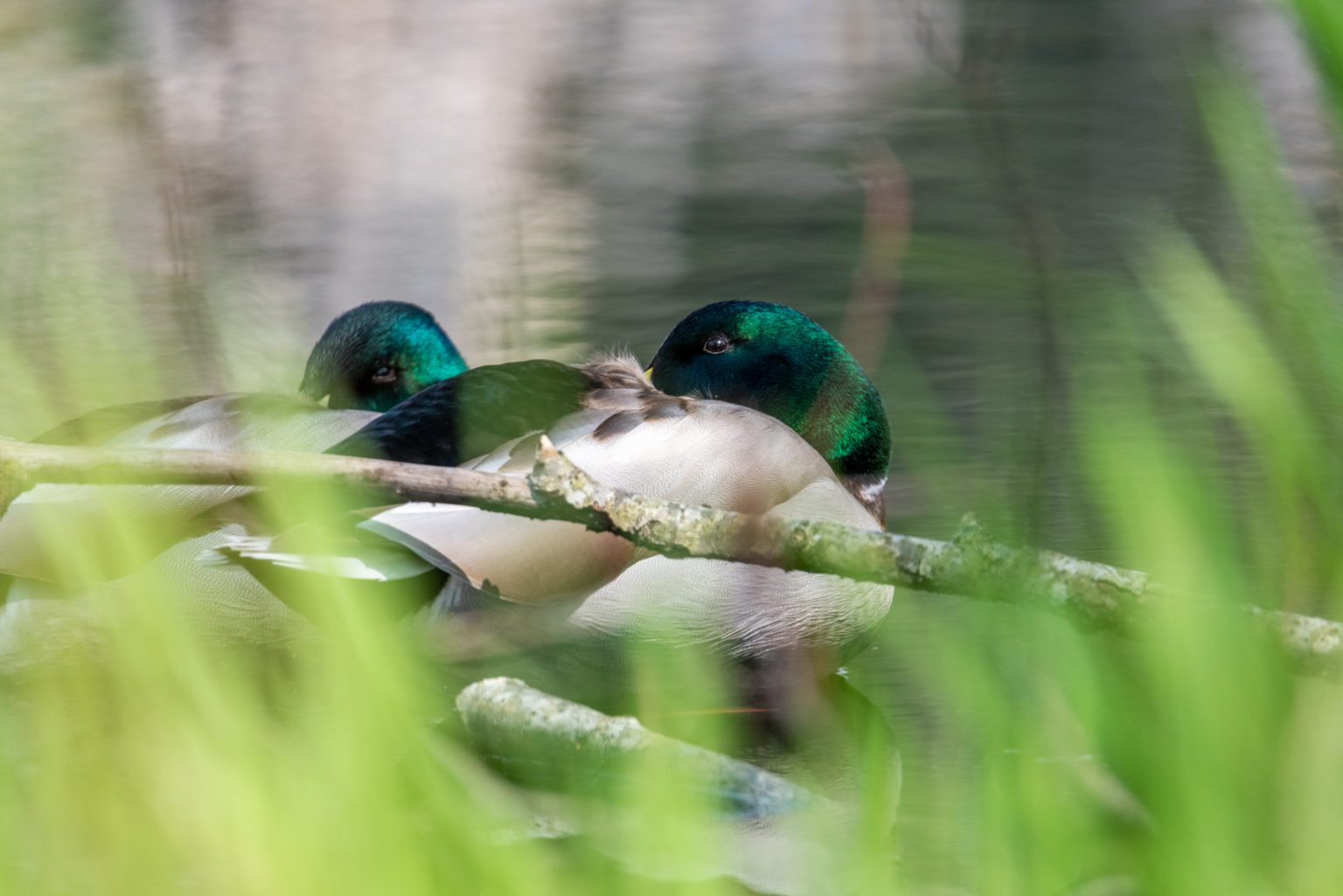 Mallards resting