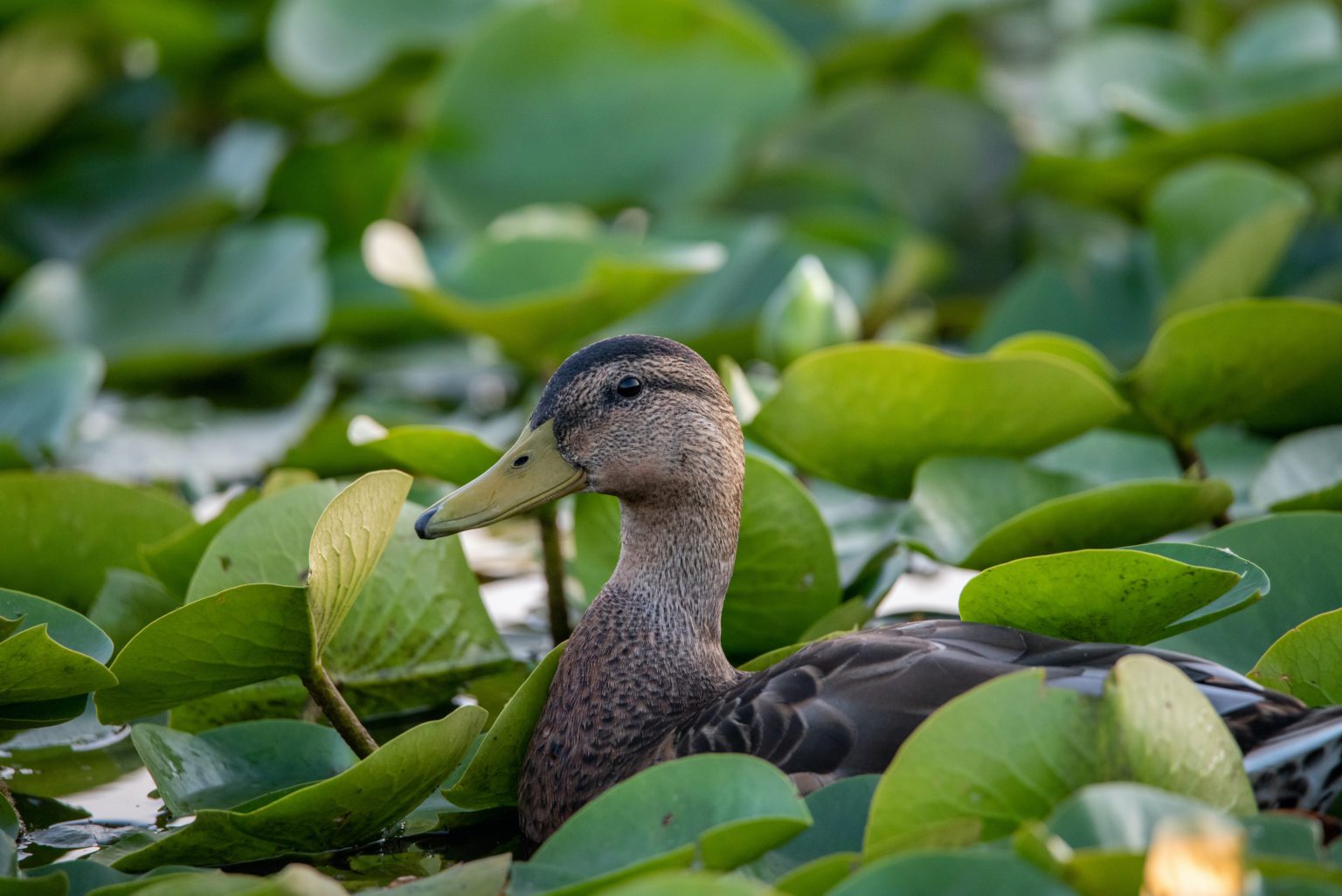 Female mallard