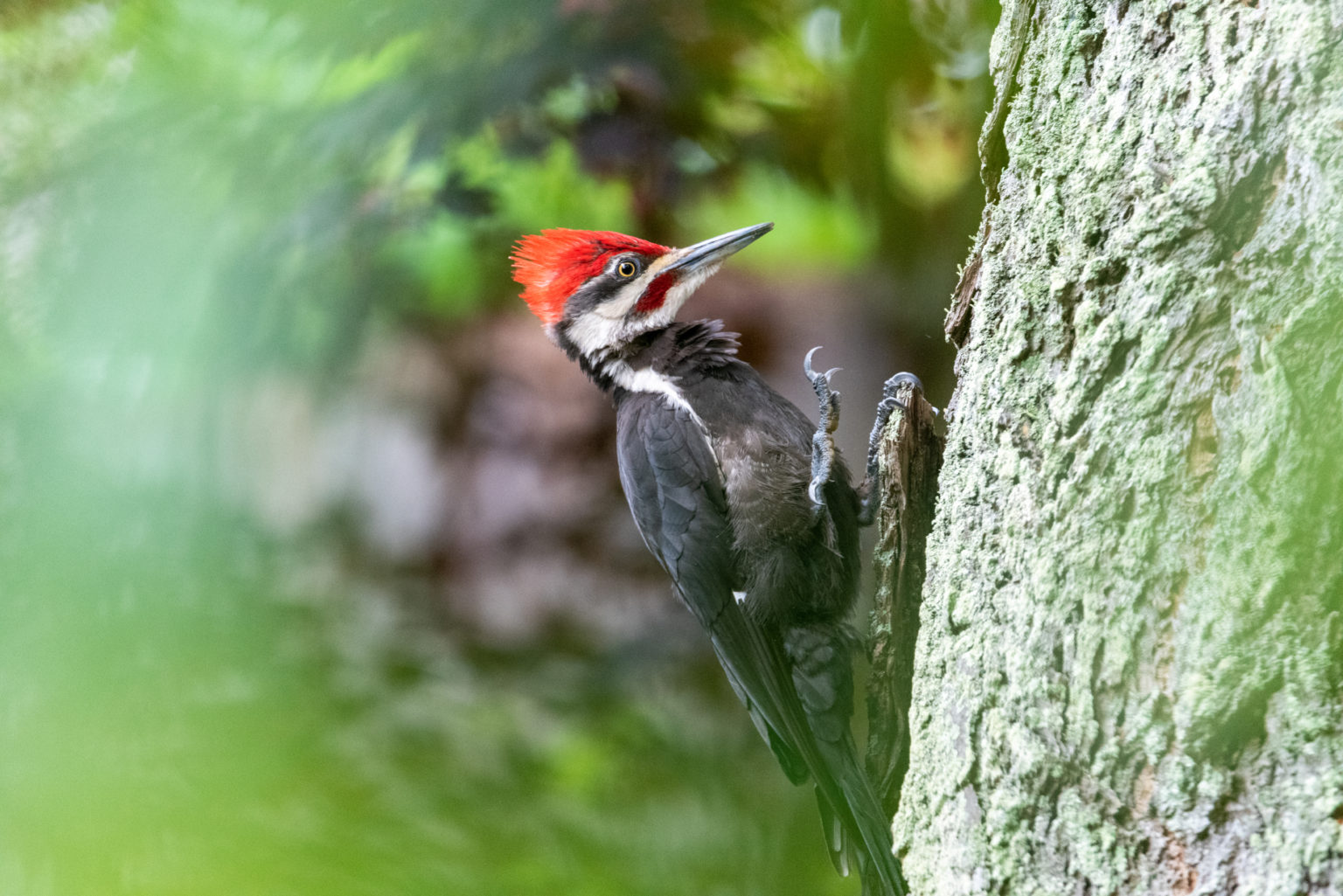 Pileated woodpecker