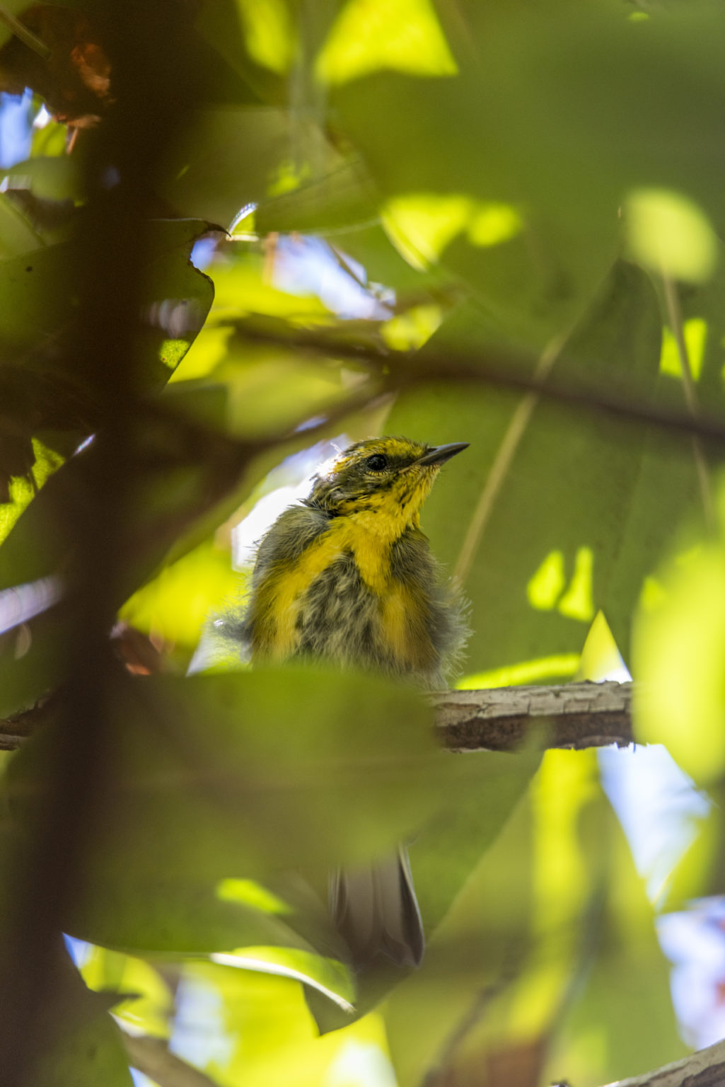 Fledgling Warbler
