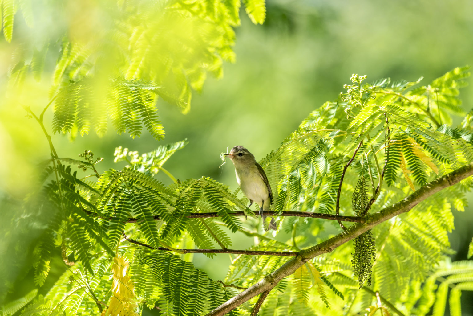 Red-eyed Vireo