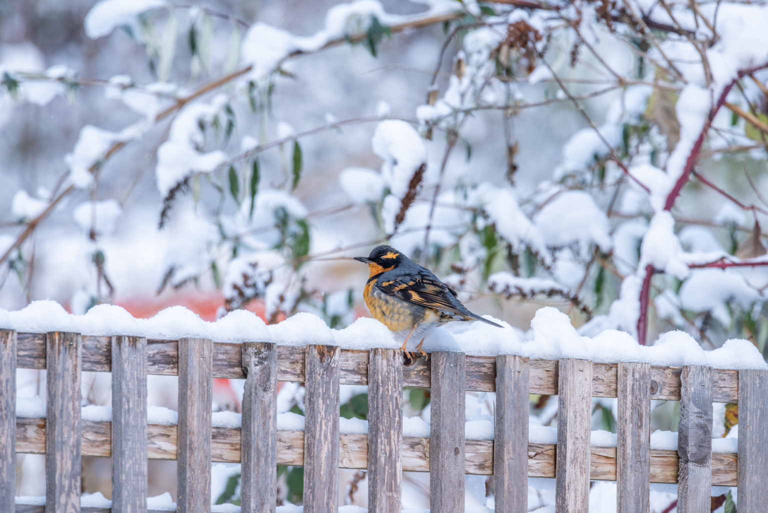 Varied Thrush