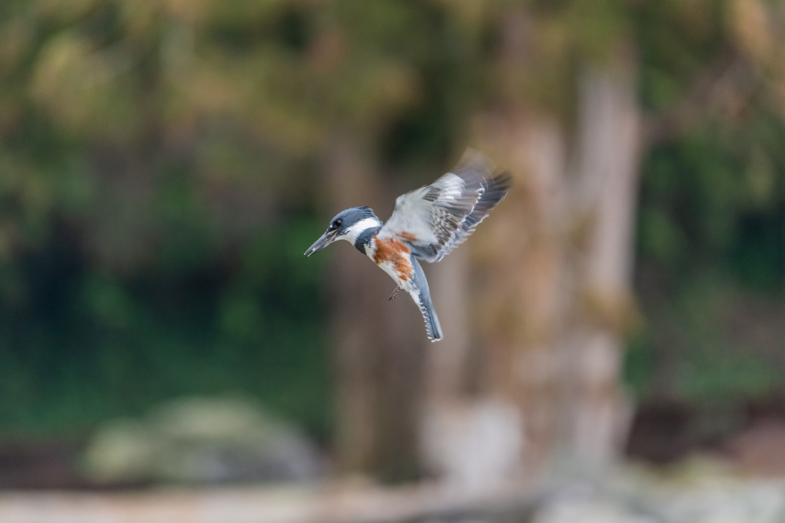Belted kingfisher in flight