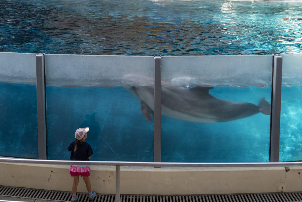 A dolphin at Marineland
