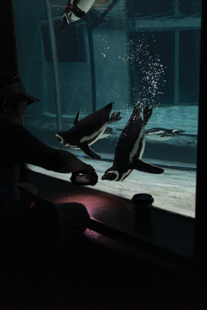 A lady plays with captive penguins at Marineland