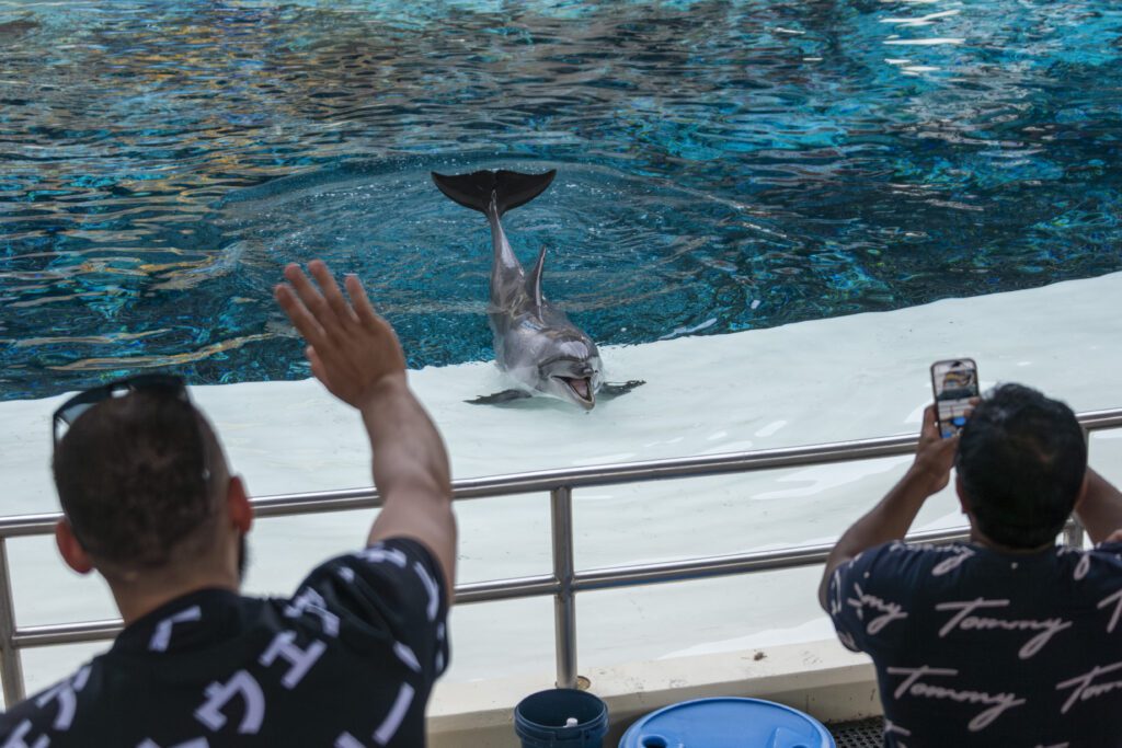 A dolphin performing at Marineland