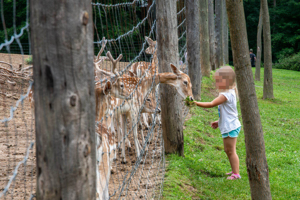 A child feeds deers at a roadside zoo