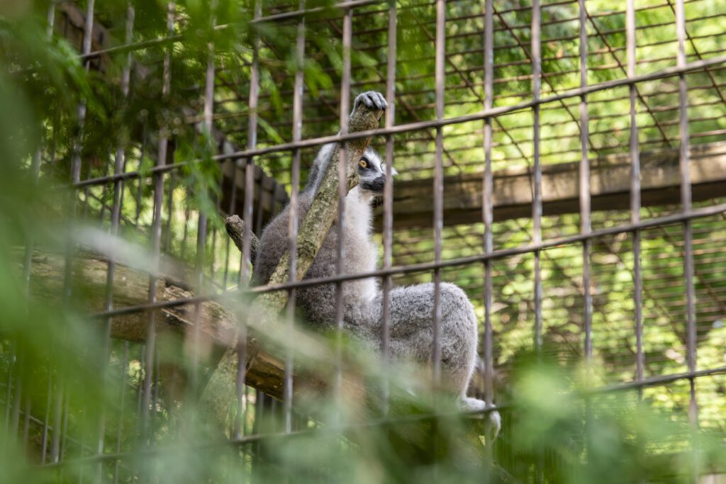 A lemur at a roadside zoo