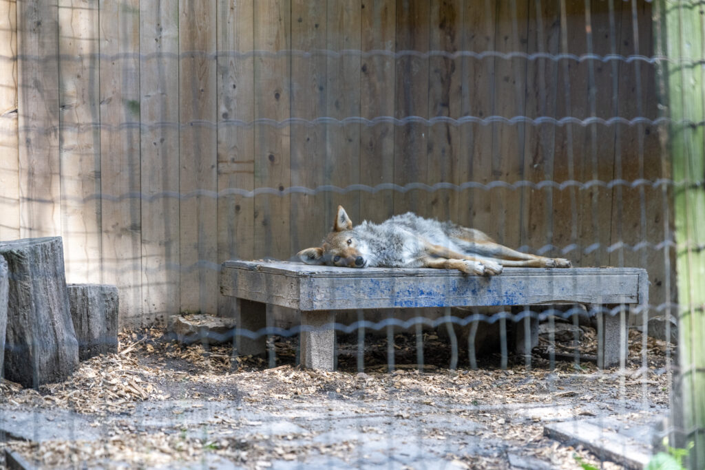 A captive coyote at a roadside zoo
