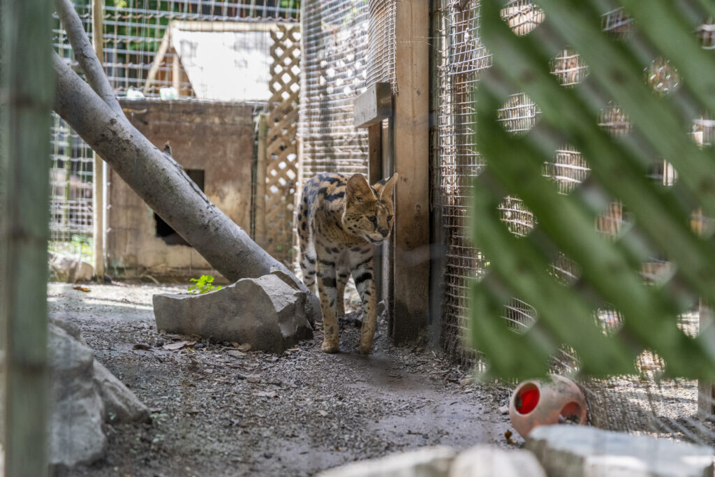 A serval paces at a roadside zoo