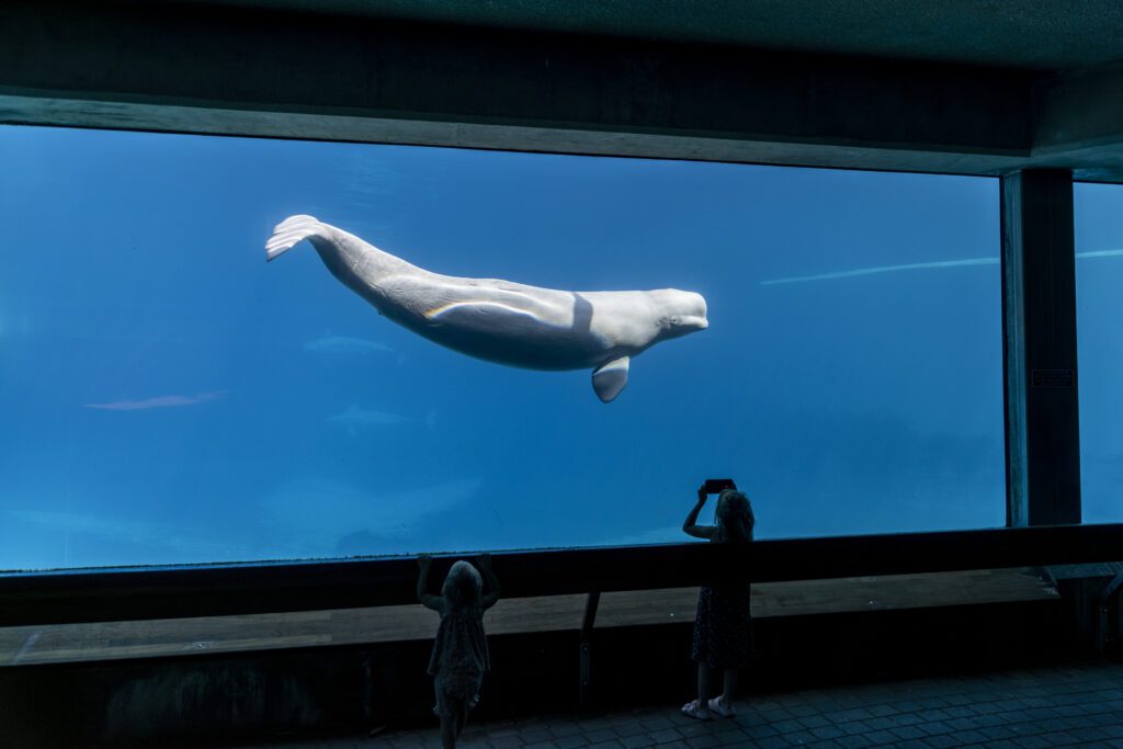 A captive beluga at Marineland